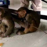 पैसे लूटने के आरोप में 3 बंदर और 3 महिला हिरासत में