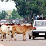 इस शहर में आवारा पशुओं के घूमने पर लगा प्रतिबंध, होगी कार्यवाही