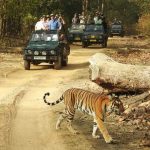 जब शिवराज सिंह चौहान के सामने आ गया टाइगर