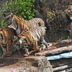 पर्यटकों के लिये बंद हुआ कान्हा ,1 अक्टू. से ले सकेंगे वाइल्डलाइफ का लुत्फ