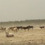 गौशाला के अभाव में भूखी-प्यासी मर रही गाय